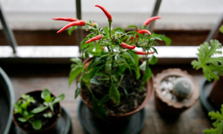 8 loại rau củ lý tưởng trồng trong nhà 1