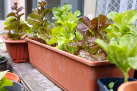 8 loại rau củ lý tưởng trồng trong nhà 6