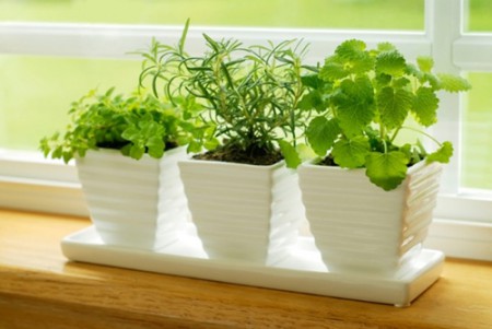 10 loại cây cảnh dễ trồng trong nhà 4