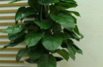 Lưu ý phong thủy khi trồng hoa trong nhà